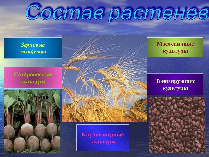 Состав растеневодства Зерновые хозяйство Масленичные культуры Сахароносные культуры Тонизирующие культуры Клубнеплодные культуры