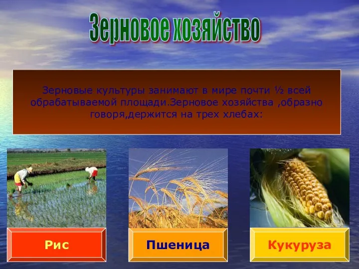 Зерновое хозяйство Пшеница Рис Кукуруза Зерновые культуры занимают в мире почти