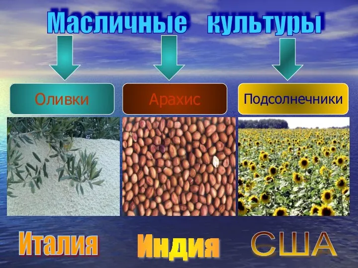 Масличные культуры Оливки Подсолнечники Арахис США Индия Италия