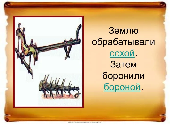 Землю обрабатывали сохой. Затем боронили бороной.