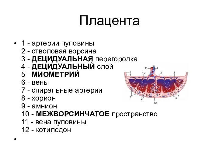 Плацента 1 - артерии пуповины 2 - стволовая ворсина 3 -