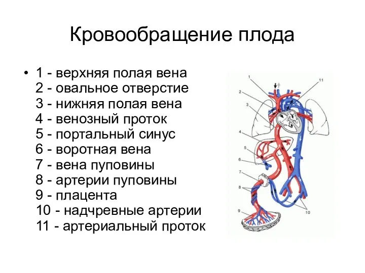 Кровообращение плода 1 - верхняя полая вена 2 - овальное отверстие