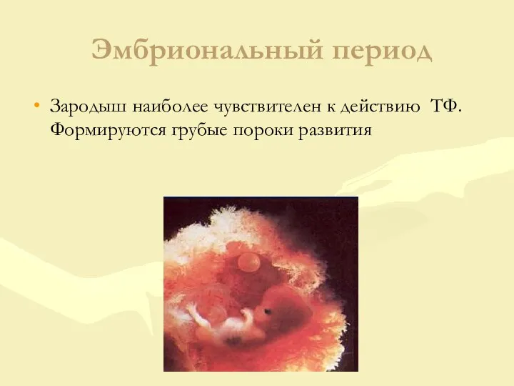 Эмбриональный период Зародыш наиболее чувствителен к действию ТФ. Формируются грубые пороки развития