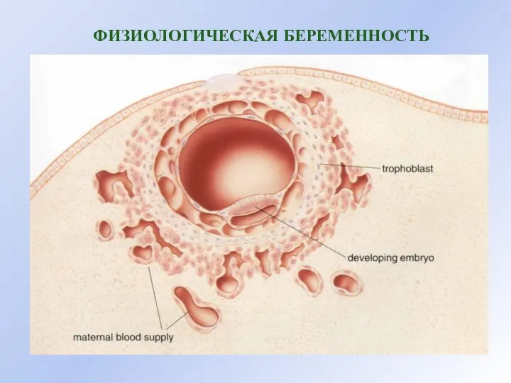 ФИЗИОЛОГИЧЕСКАЯ БЕРЕМЕННОСТЬ