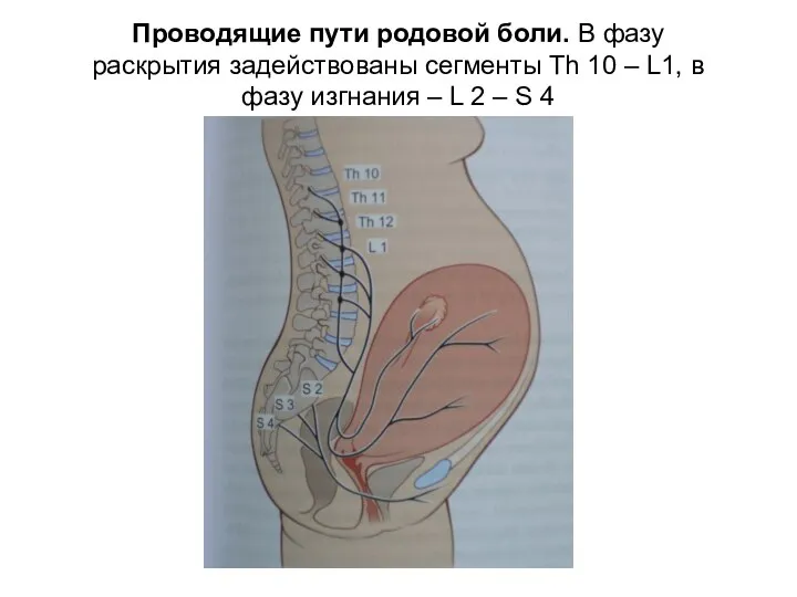 Проводящие пути родовой боли. В фазу раскрытия задействованы сегменты Th 10