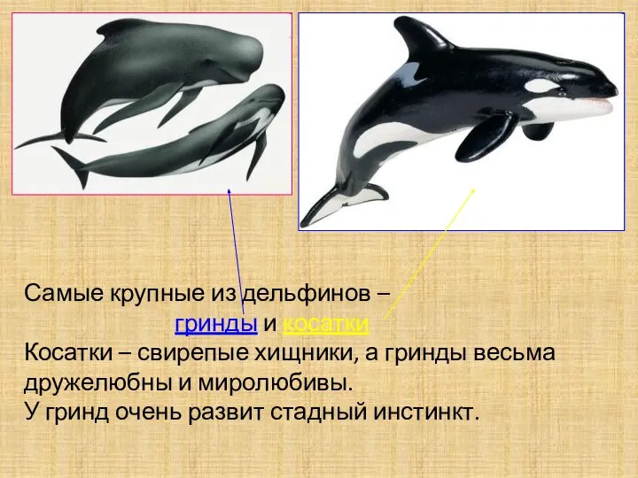 Самые крупные из дельфинов – гринды и косатки Косатки – свирепые