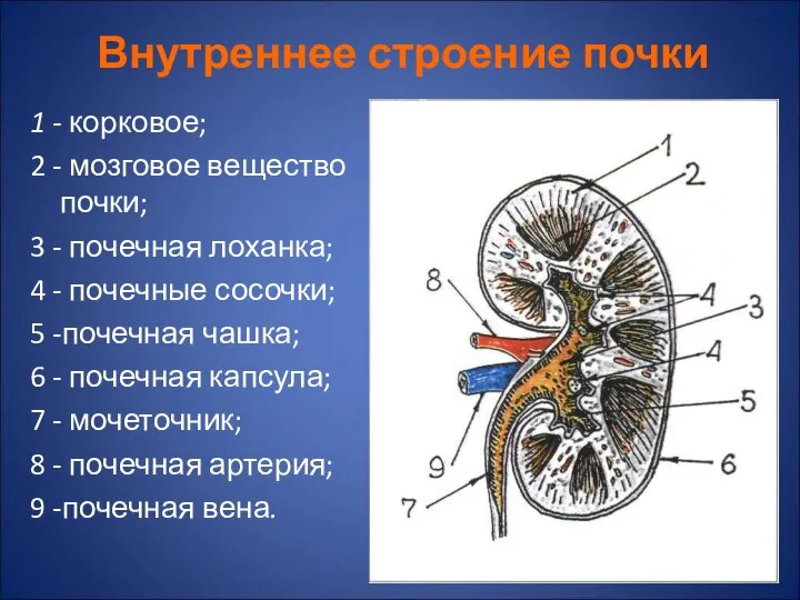 Внутреннее строение почки 1 - корковое; 2 - мозговое вещество почки;