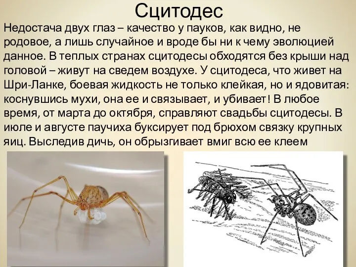 Сцитодес Недостача двух глаз – качество у пауков, как видно, не