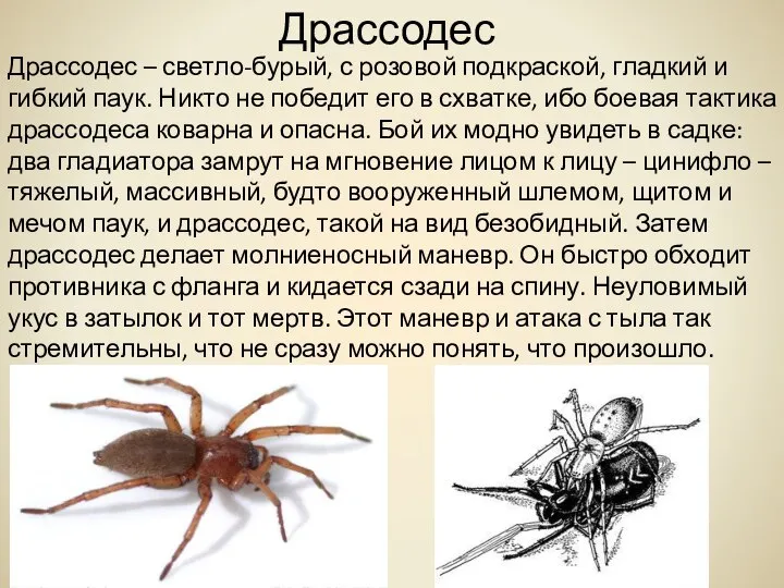 Драссодес Драссодес – светло-бурый, с розовой подкраской, гладкий и гибкий паук.