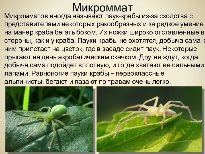 Микроммат Микромматов иногда называют паук-крабы из-за сходства с представителями некоторых ракообразных