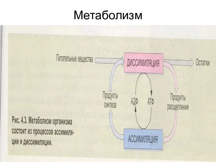 Метаболизм