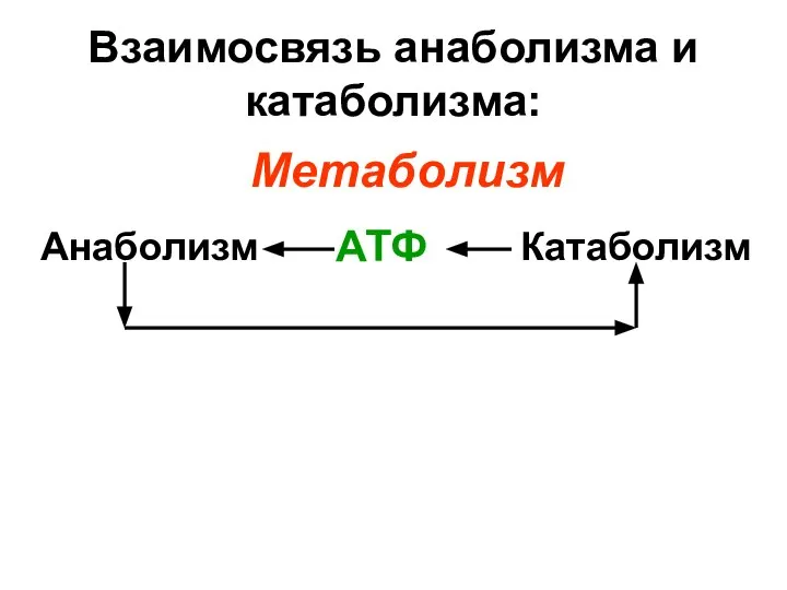 Взаимосвязь анаболизма и катаболизма: Анаболизм Катаболизм АТФ Метаболизм