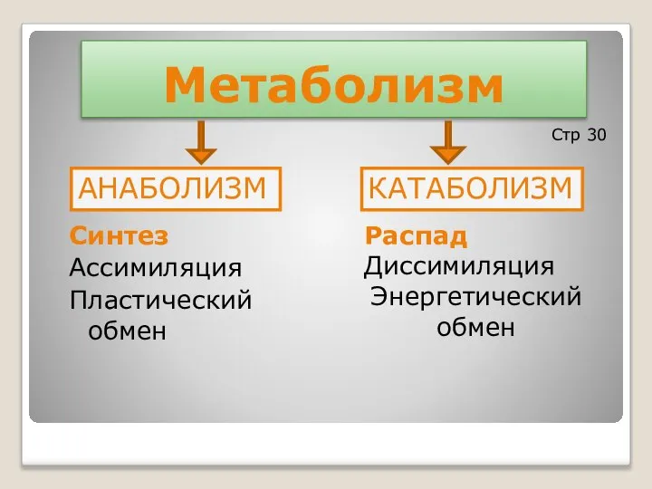 Метаболизм Распад Диссимиляция Энергетический обмен Синтез Ассимиляция Пластический обмен Стр 30 АНАБОЛИЗМ КАТАБОЛИЗМ