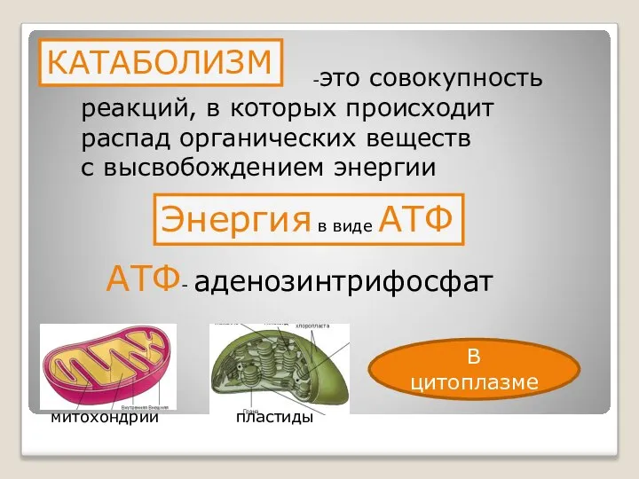 КАТАБОЛИЗМ -это совокупность реакций, в которых происходит распад органических веществ с