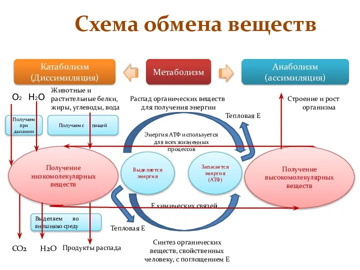 Схема обмена веществ Метаболизм Катаболизм (Диссимиляция) Анаболизм (ассимиляция) Животные и растительные