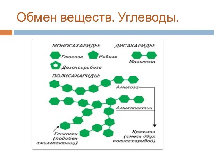 Обмен веществ. Углеводы.