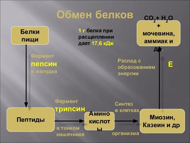 Обмен белков Белки пищи Пептиды Амино кислоты Миозин, Казеин и др.