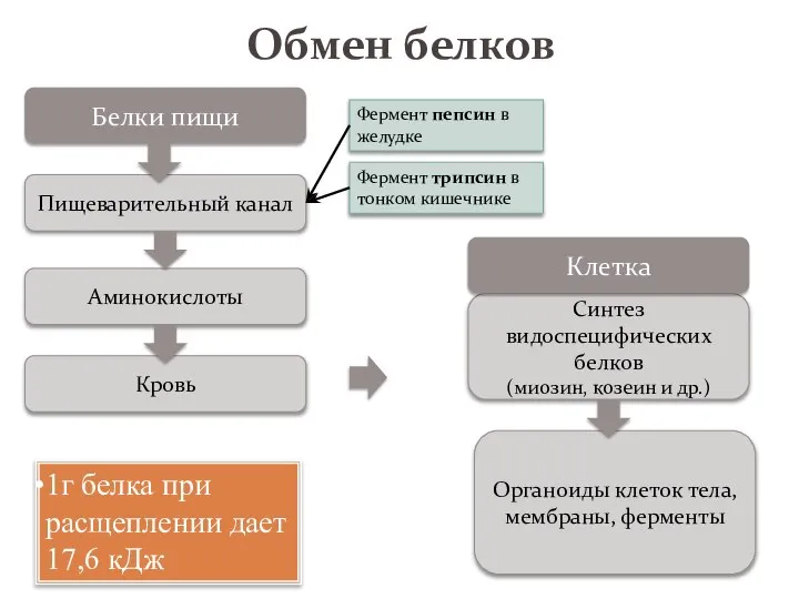 Обмен белков Белки пищи Пищеварительный канал Аминокислоты Кровь Синтез видоспецифических белков