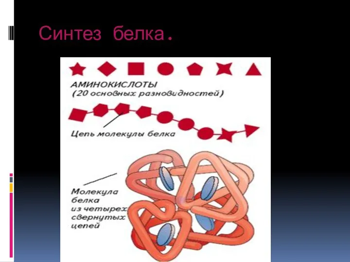 Синтез белка.