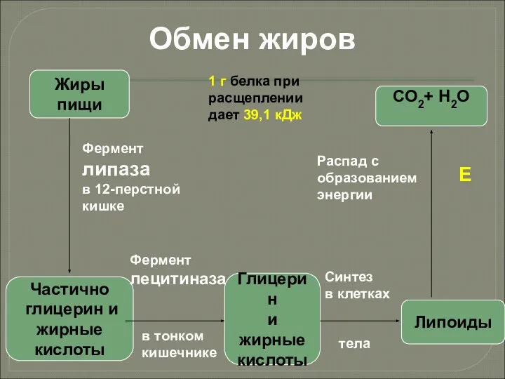 Обмен жиров Жиры пищи Частично глицерин и жирные кислоты Глицерин и