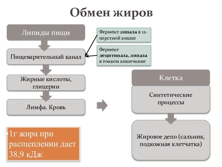 Обмен жиров Липиды пищи Пищеварительный канал Жирные кислоты, глицерин Лимфа. Кровь