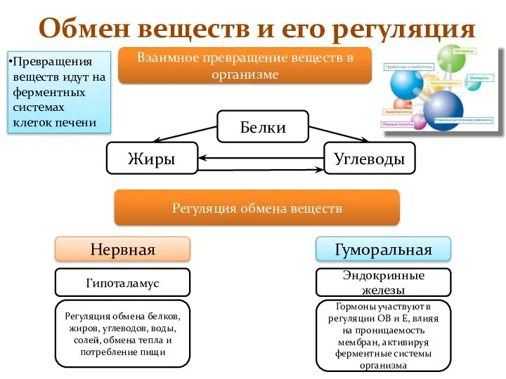 Обмен веществ и его регуляция Взаимное превращение веществ в организме Регуляция