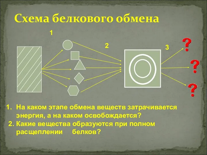 Схема белкового обмена 1 2 3 На каком этапе обмена веществ