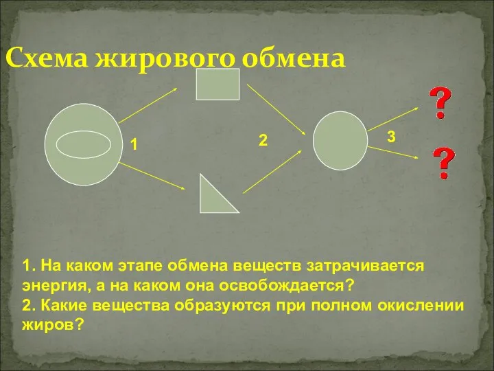 Схема жирового обмена 1. На каком этапе обмена веществ затрачивается энергия,