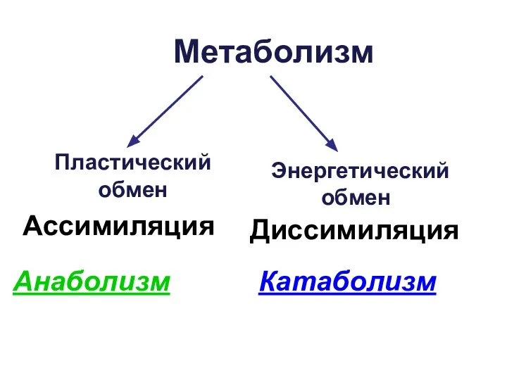 Метаболизм Пластический обмен Ассимиляция Энергетический обмен Диссимиляция Катаболизм Анаболизм