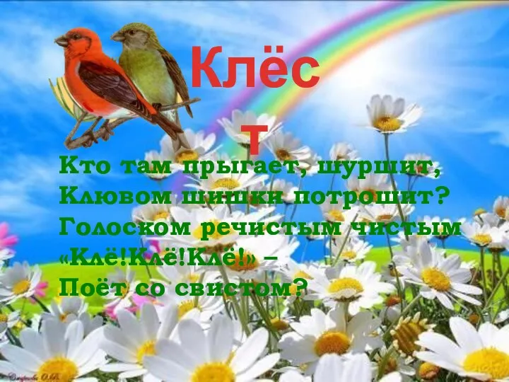 Клёст Кто там прыгает, шуршит, Клювом шишки потрошит? Голоском речистым чистым «Клё!Клё!Клё!» – Поёт со свистом?