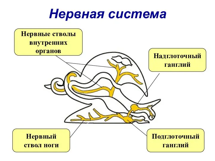 Нервная система Надглоточный ганглий Подглоточный ганглий Нервный ствол ноги Нервные стволы внутренних органов