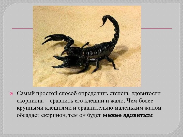 Самый простой способ определить степень ядовитости скорпиона – сравнить его клешни