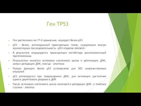 Ген TP53 Ген расположен на 17-й хромосоме, кодирует белок p53 p53