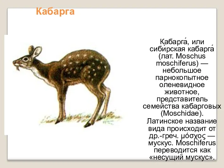 Кабарга Кабарга́, или сиби́рская кабарга́ (лат. Moschus moschiferus) — небольшое парнокопытное