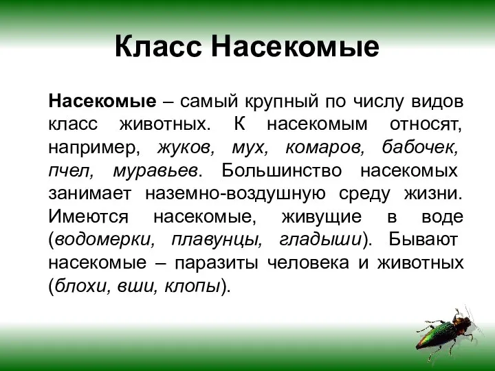 Класс Насекомые Насекомые – самый крупный по числу видов класс животных.