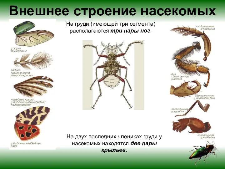 На груди (имеющей три сегмента) располагаются три пары ног. На двух