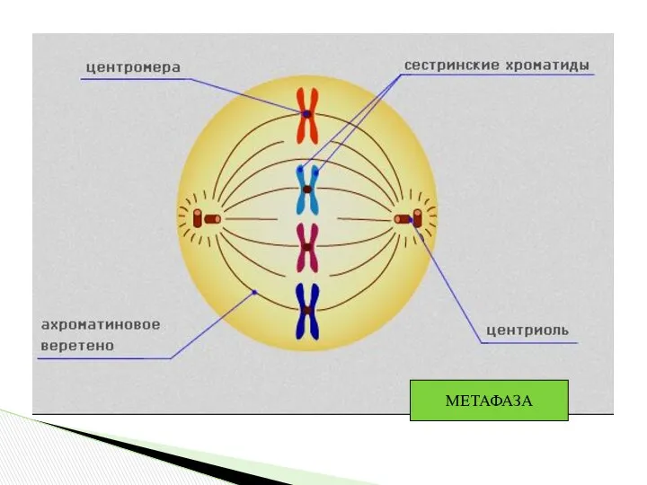 МЕТАФАЗА