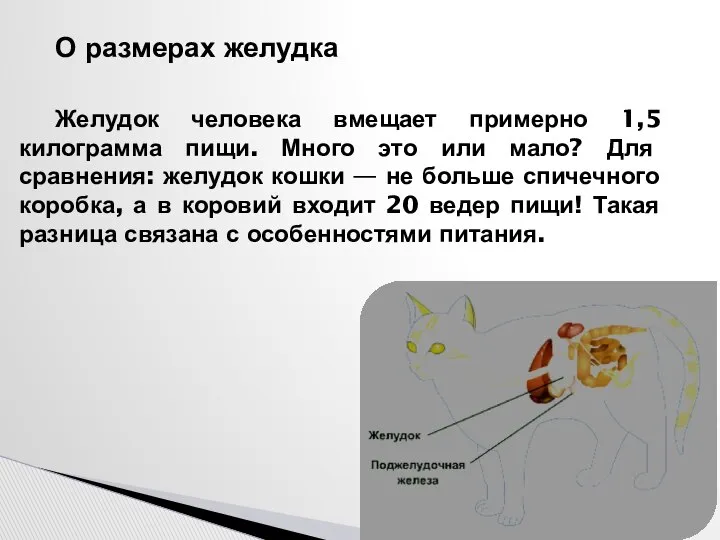 О размерах желудка Желудок человека вмещает примерно 1,5 килограмма пищи. Много