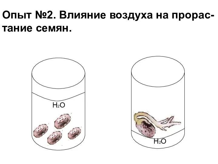 Опыт №2. Влияние воздуха на прорас- тание семян. H2O H2O