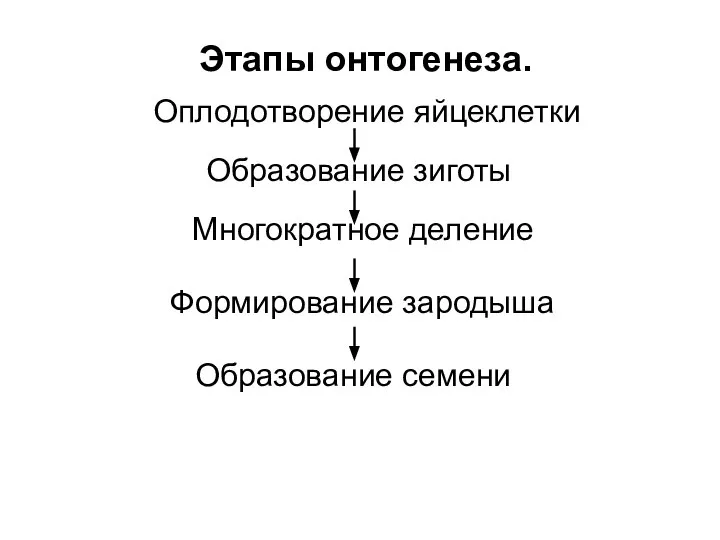 Этапы онтогенеза. Оплодотворение яйцеклетки Образование зиготы Многократное деление Формирование зародыша Образование семени