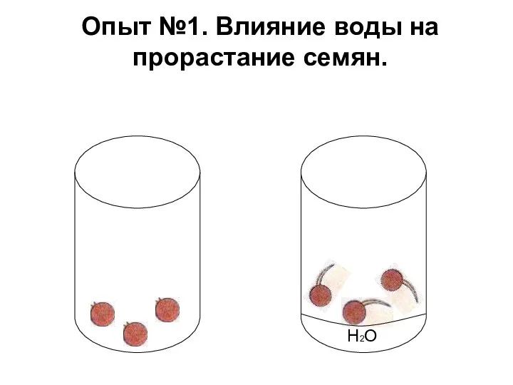 Опыт №1. Влияние воды на прорастание семян. H2O