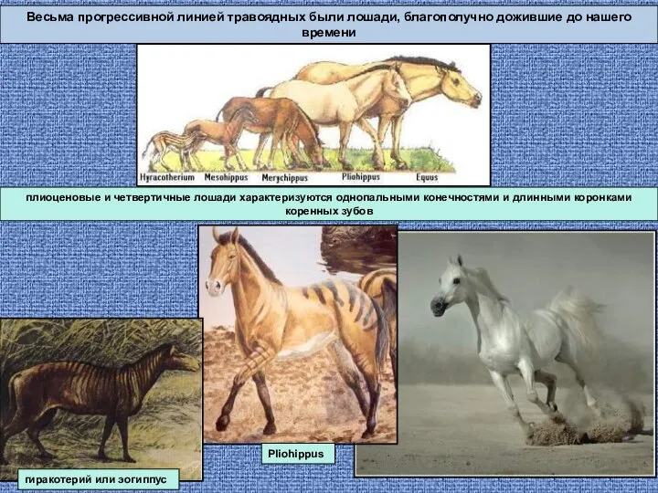 Весьма прогрессивной линией травоядных были лошади, благополучно дожившие до нашего времени