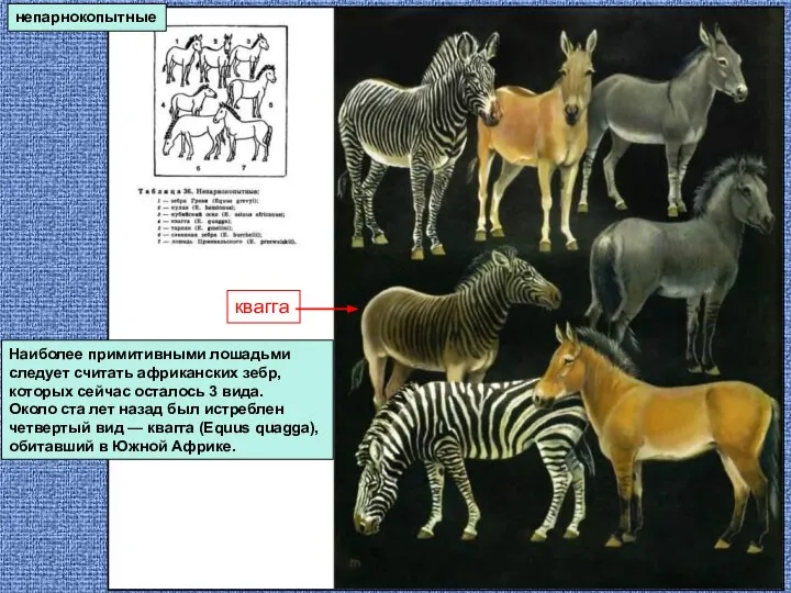 непарнокопытные Наиболее примитивными лошадьми следует считать африканских зебр, которых сейчас осталось