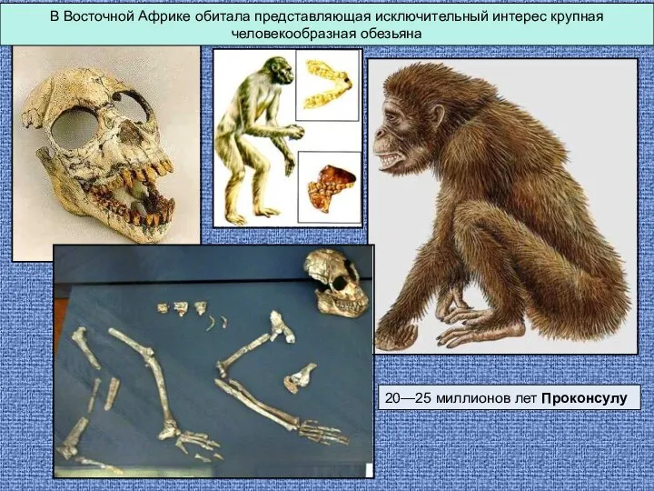 В Восточной Африке обитала представляющая исключительный интерес крупная человекообразная обезьяна 20—25 миллионов лет Проконсулу