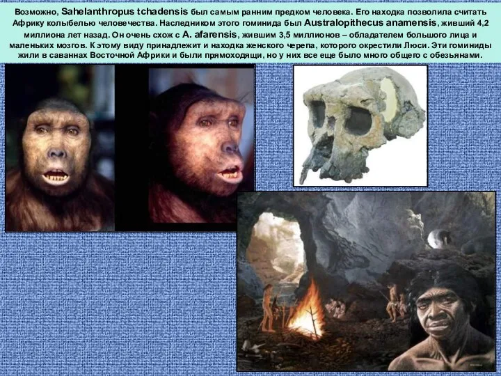 Возможно, Sahelanthropus tchadensis был самым ранним предком человека. Его находка позволила