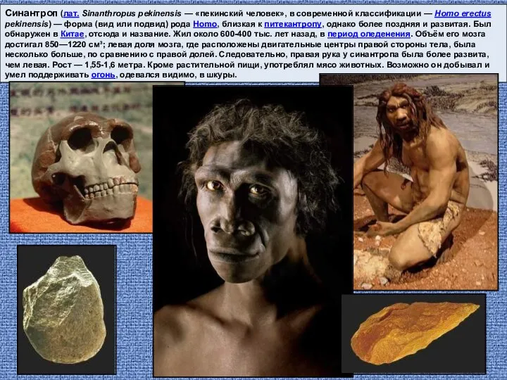 Синантроп (лат. Sinanthropus pekinensis — «пекинский человек», в современной классификации —