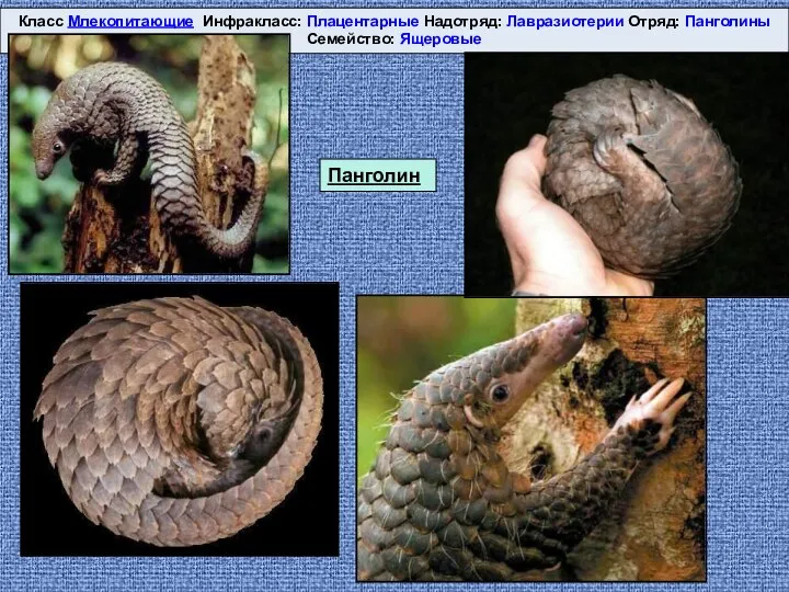 Класс Млекопитающие Инфракласс: Плацентарные Надотряд: Лавразиотерии Отряд: Панголины Семейство: Ящеровые Панголин