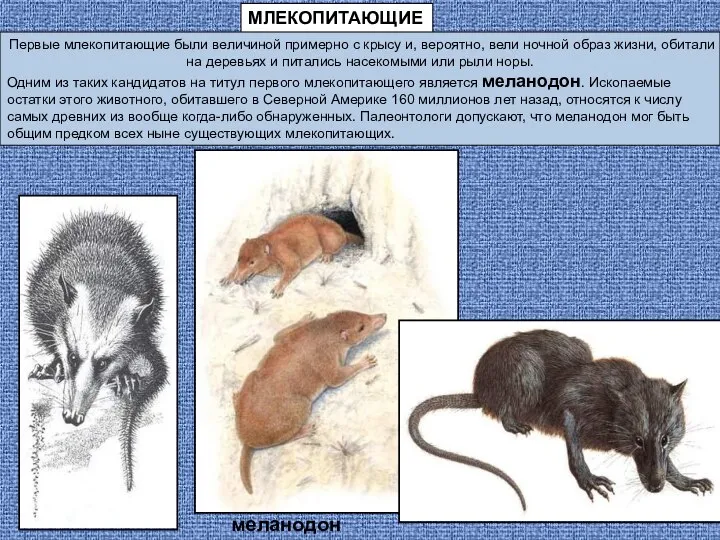 МЛЕКОПИТАЮЩИЕ Первые млекопитающие были величиной примерно с крысу и, вероятно, вели