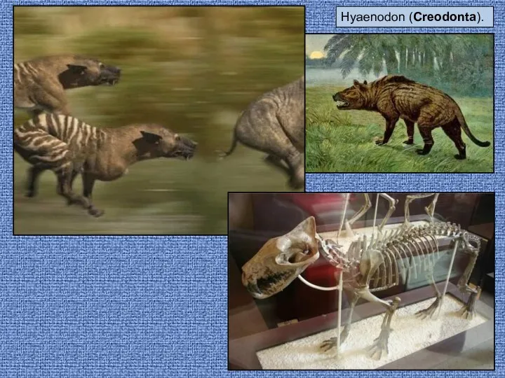 Hyaenodon (Creodonta).