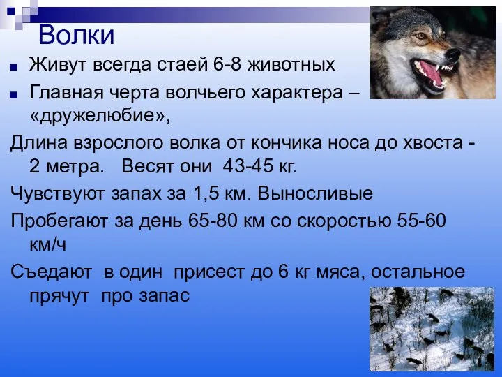 Волки Живут всегда стаей 6-8 животных Главная черта волчьего характера –